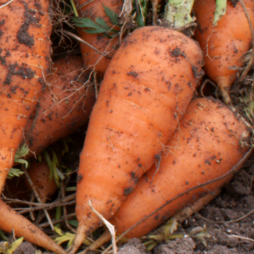 Carrot Chatenay Red Core